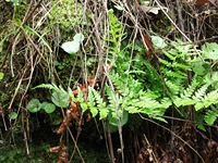 Grotta_dei_Pastori - 04112011 174.jpg